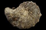 Fossil Ammonite (Mammites) - Goulmima, Morocco #119411-1